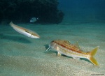 Julia y salmonete