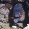 Simbiosis