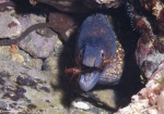 Simbiosis