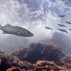 <i>Dicentrarchus labrax</i>