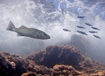 <i>Dicentrarchus labrax</i>