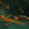 <i>Apogon imberbis</i>