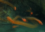 <i>Apogon imberbis</i>