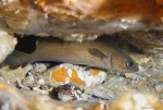 <i>Phycis phycis</i>