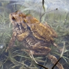 Sapo común (amplexus)