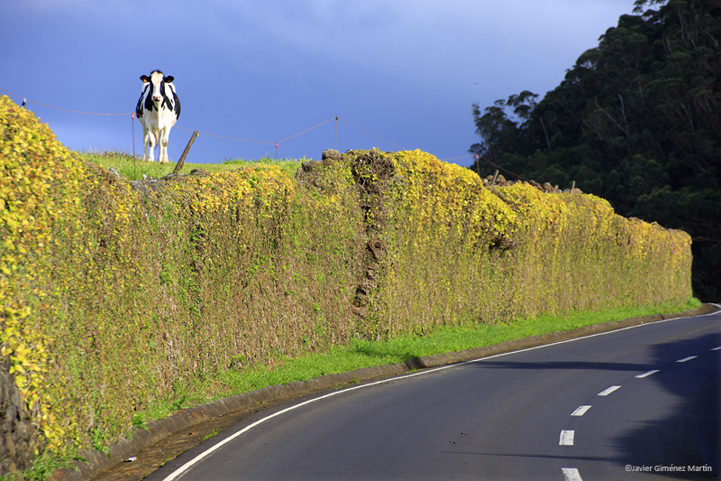 La vaca curiosa