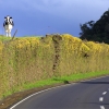 La vaca curiosa