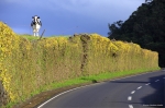 La vaca curiosa