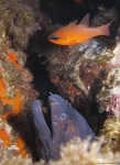 <i>Muraena helena</i> y <i>Apogon imberbis</i>