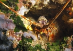 Langosta