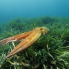 <i>Octopus vulgaris</i>