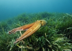 <i>Octopus vulgaris</i>