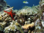 Biodiversidad de los fondos rocosos