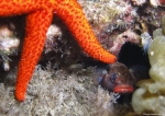 <i>Gobius cruentatus</i> 2