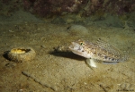 <i>Gobius geniporus</i>