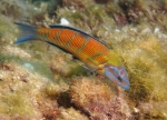 <i>Thalosoma pavo</i> hembra