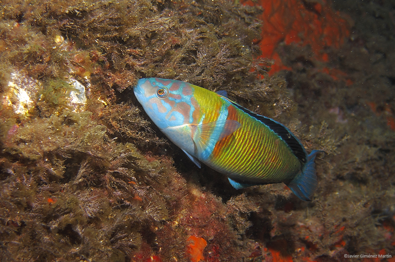 <i>Thalosoma pavo</i> macho