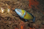 <i>Thalosoma pavo</i> macho
