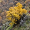 Otoño en Sierra Nevada