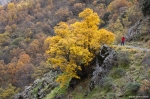 Otoño en Sierra Nevada