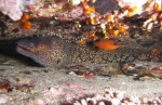 <i>Muraena helena</i> y <i>Apogon imberbis</i> 2