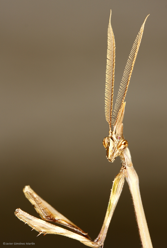 <i>Empusa pennata</i> macho