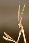<i>Empusa pennata</i> macho