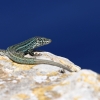 Lagartija de las Pitiusas