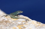 Lagartija de las Pitiusas