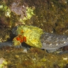 <I>Parablennius sanguinolentus</i> enfermo