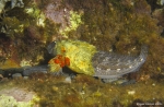 <I>Parablennius sanguinolentus</i> enfermo