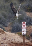 Águila pescadora