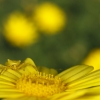 El cazador amarillo