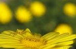 El cazador amarillo