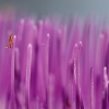 Universo floral