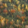 Bosques de Ordesa