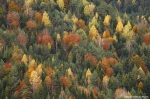 Bosques de Ordesa