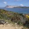 Tortuga mora