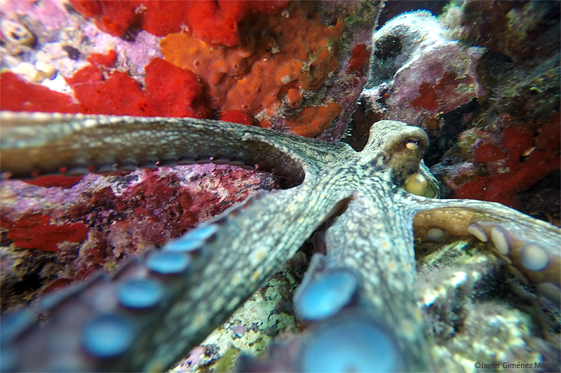 <i>Octopus vulgaris</i>
