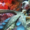 <i>Octopus vulgaris</i>