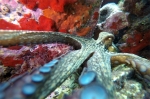 <i>Octopus vulgaris</i>
