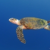 <i>Caretta caretta</i>