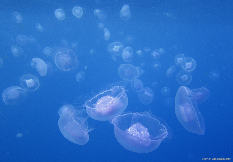 <i>Aurelia aurita</i>