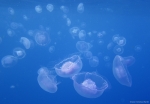 <i>Aurelia aurita</i>