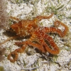 <i>Octopus macropus</i>