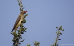 <i>Buphagus erythrorhynchus</i>