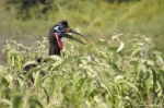 <i>Bucorvus abyssinicus</i>
