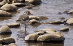 <i>Charadrius tricollaris</i>