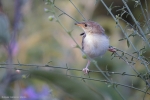 <i>Cisticola chiniana</i>