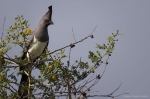 <i>Corythaixoides leucogaster</i>